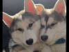 IKC registered 6 month puppies 2